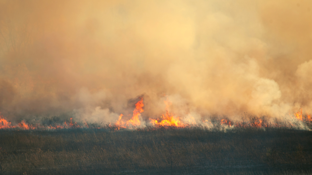 Image of wild fires